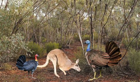A kangaroo-sized flying Turkey once roamed Australia - Australian