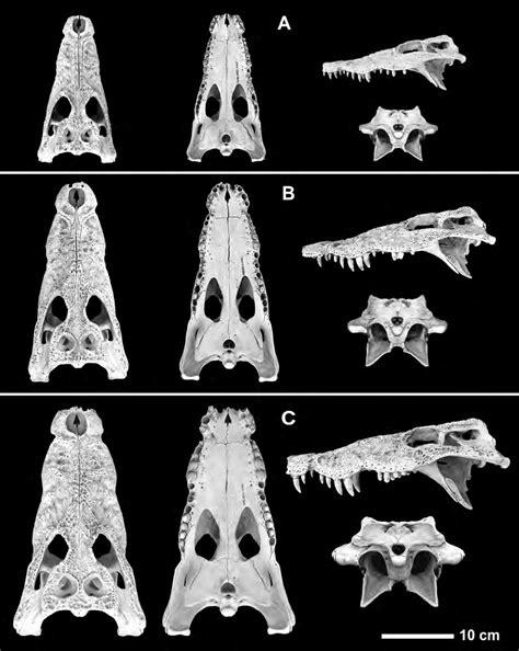 Three skulls of Cuban crocodiles (Crocodylus rhombifer) from Sawmill