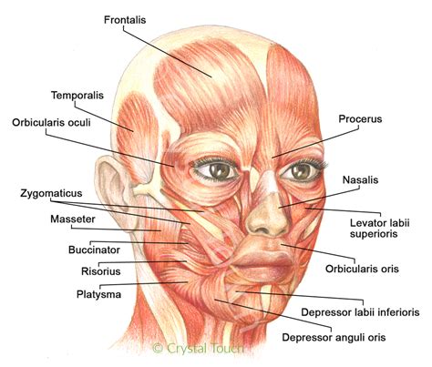Visual Anatomy 視覚解剖学