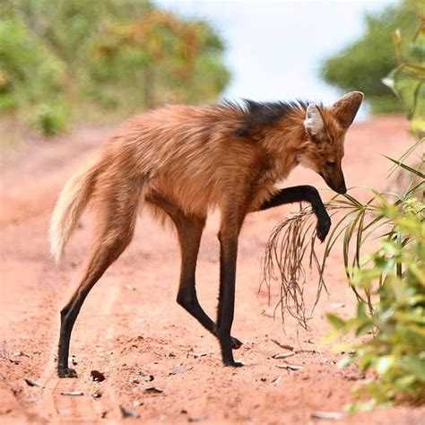 Maned Wolf Photo Gallery: Witness the Beauty & Learn Amazing Facts ...
