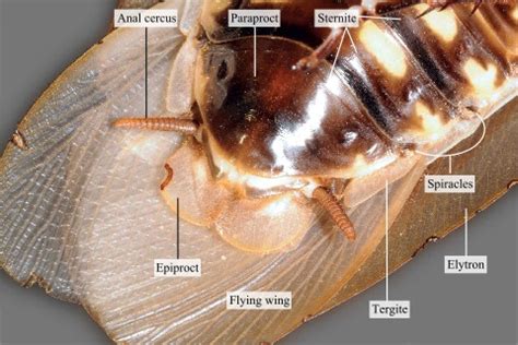 ventral view   posterior abdominal segments   female cockroach