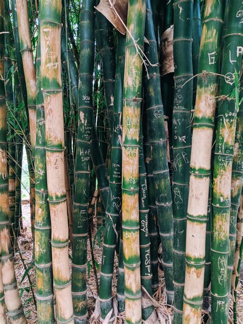 Download Drying Bamboo Poles Wallpaper | Wallpapers.com