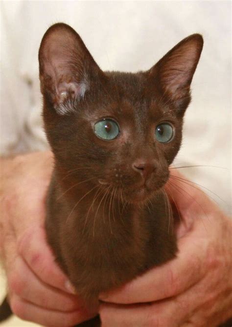 havana brown siamese cat  deep dive   breed  history