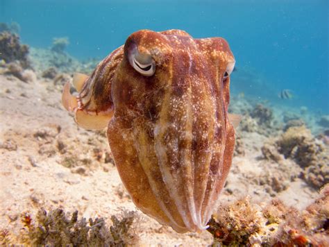 smallest species  cuttlefish