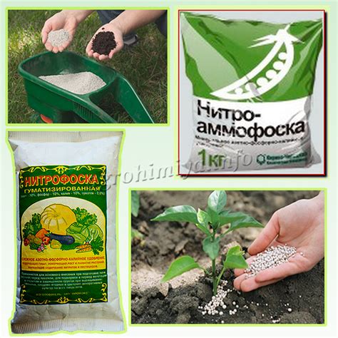 Удобрение нитрофоска – применение, состав и преимущества