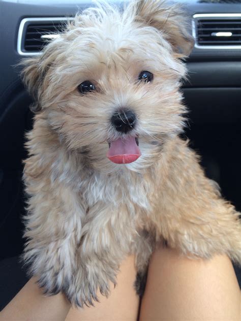 Food For Maltese Yorkie at Jared Harper blog