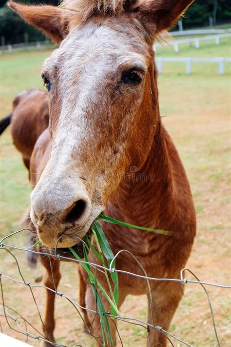 horse eating grass   farm stock photo image  animal wildlife