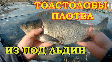 ЛОВЛЯ ТОЛСТОЛОБОВ и МАТЁРОЙ ПЛОТВЫ НА ПОПЛАВОК - YouTube