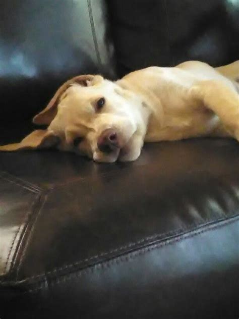 Lazy puppy Lazy, Puppies, Dogs, Cute, Animals, Cubs, Animales, Animaux ...
