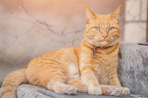 morris  cat  incredible facts    lives mascot hepper