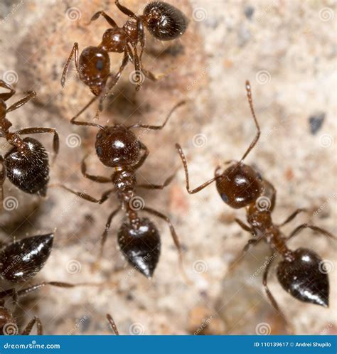 Little Ant in Nature. Macro Stock Image - Image of black, insect: 110139617