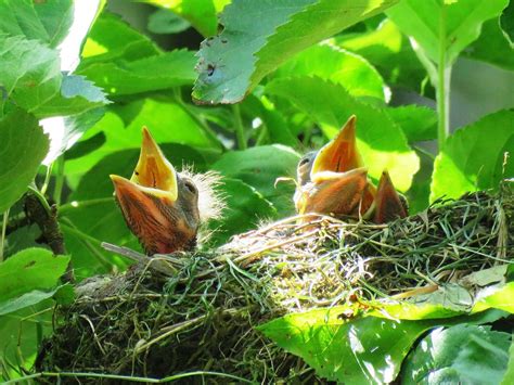 Blackbird Nest · Free photo on Pixabay