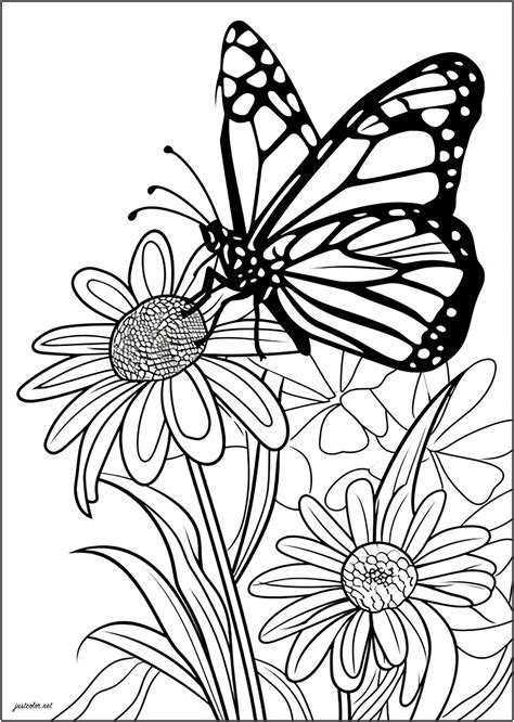 Butterfly Coloring In