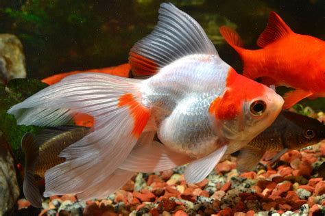 Types Of Goldfish: 16 Varieties For People Who Love Pet Fish - DodoWell ...