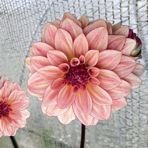 kas mocha katie dahlia tubers flowers cape fear dahlias