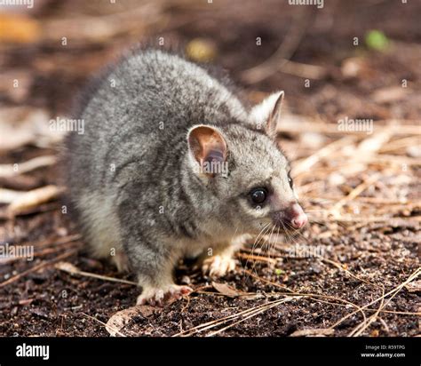 Australian Possum