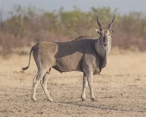 Common Eland - Facts, Diet, Habitat & Pictures on Animalia.bio
