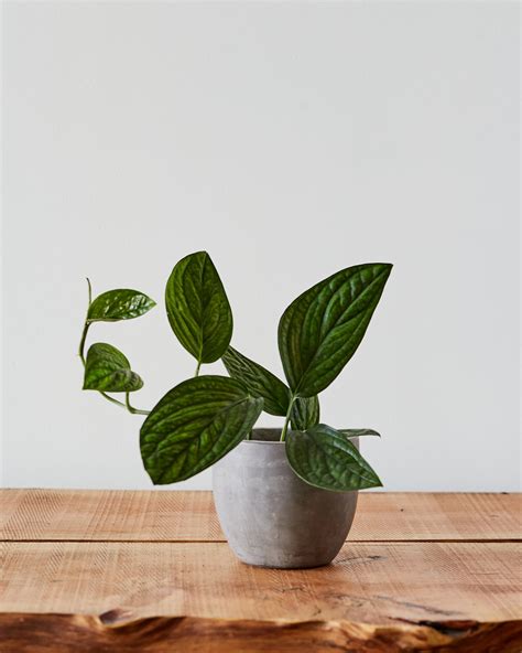 Monstera karstenianum, 'Peru' | Glasswing