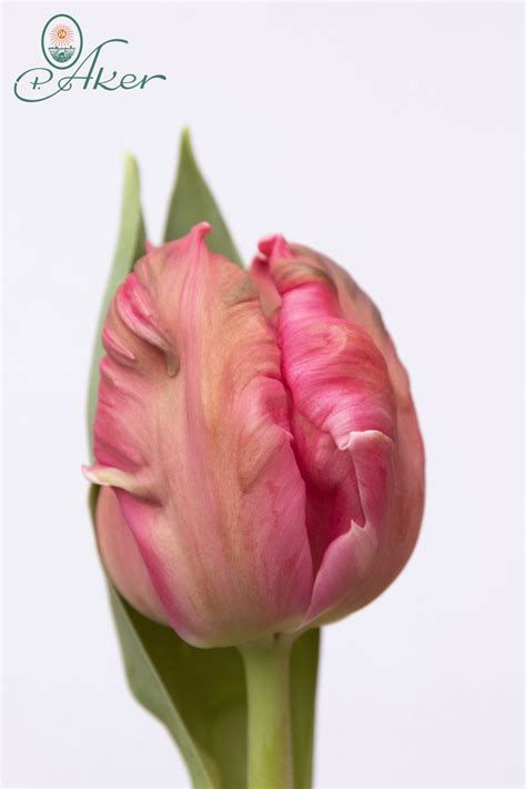Marvel Parrot - Parrot Tulip - P. Aker Flower bulbs and Seeds