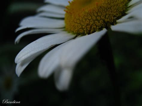 Бела Рада by Bambina / 500px | My pictures, Picture, Plants