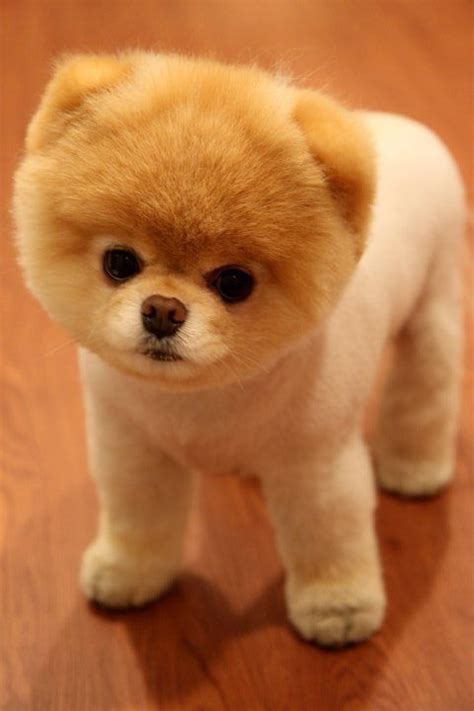 Pin by Rebecca 🏽 on dogs and puppies | Cute baby animals, World cutest ...