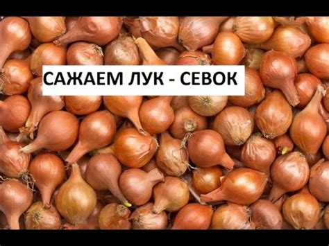 Сажаем лук севок. - YouTube