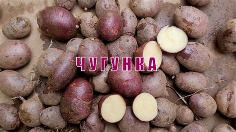 Сорт картофеля Чугунка (наследник сорта Синеглазка). Potato seeds ...