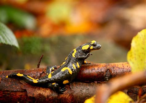 land salamander