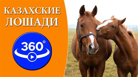 Казахские лошади в степях Казахстана. Видео 360 градусов. - YouTube