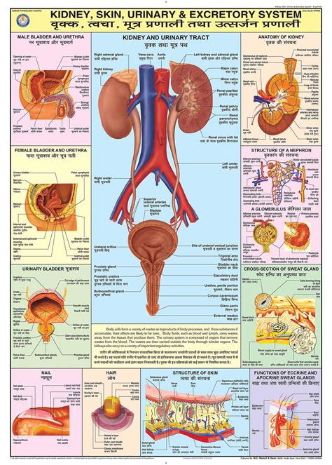 excretory system definition diagram organs  function
