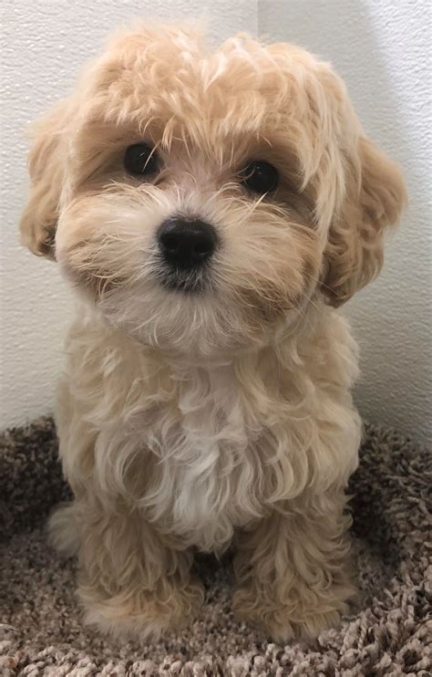 15 best maltipoo haircuts for your puppy – Artofit