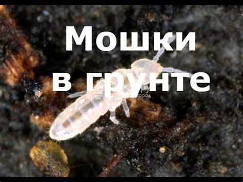 Мошки в грунте. Методы борьбы - YouTube