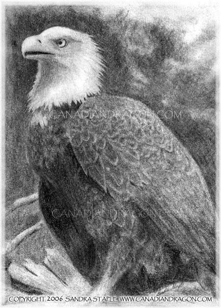 Bald Eagle Pencil Sketch at PaintingValley.com | Explore collection of ...