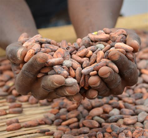 Sierra Leone: EPA discuss economic cooperation with Qatar Chamber