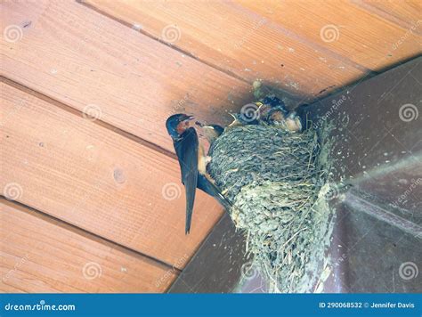 Barn Swallow Feeding Babies: an Adult Barn Swallow Bird Feeding Hungry ...