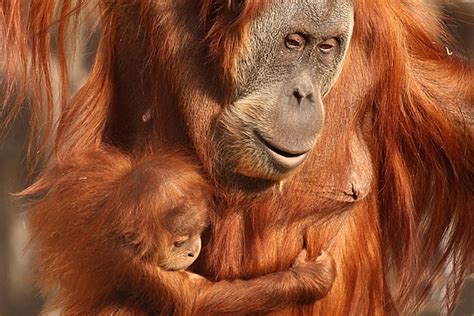 foto  utan gambar  background   gratis pngtree