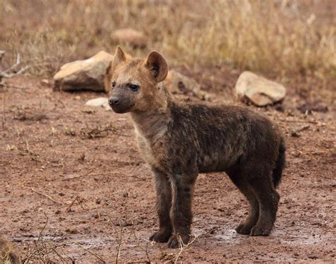 Brown Hyena Cub - Free Photo - Avopix.com