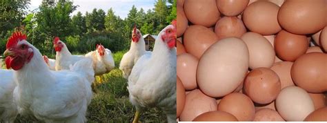 Poultry farming - How to make money from Africa's love of chicken and ...