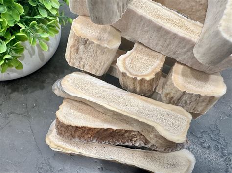 Moose Antlers for Dogs – Ethically Sourced Chews Online — Antler Ridge Co