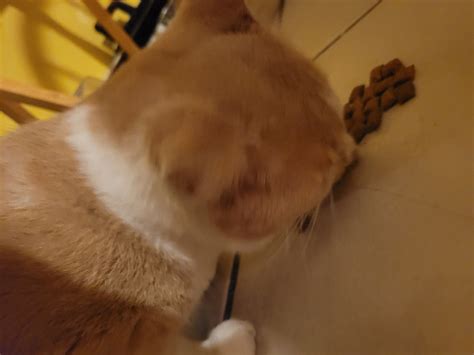 Delaware Lost and Found Pets | OUR TOM CAT PROMETHEUS HAS BEEN MISSING