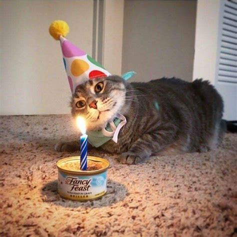 funny cat happy birthday memes artofit