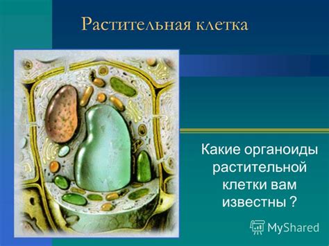 Презентация на тему: "Растительная клетка Какие органоиды растительной ...