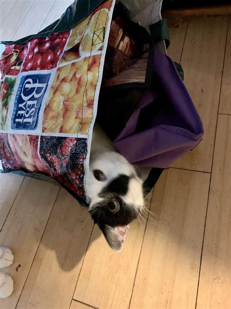 218 best Dors Feline images on Pholder | Lifelinemains, Felinebehavior