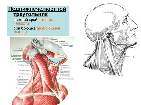 Функциональная анатомия мышц головы и шеи - презентация онлайн