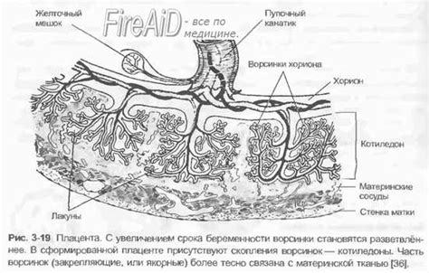 Плацента. Развитие и функции плаценты.