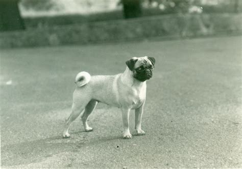 Pug History & Training/Temperament - American Kennel Club