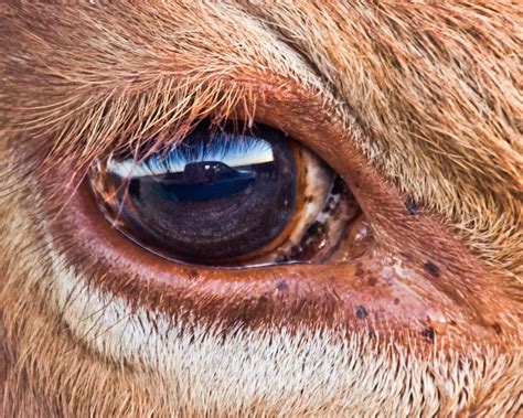 Pretty Cow Eyes