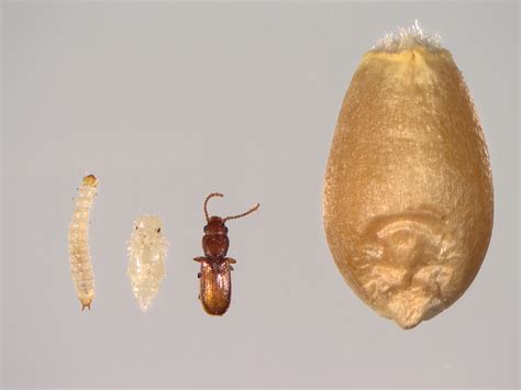 Flour Beetle Life Cycle