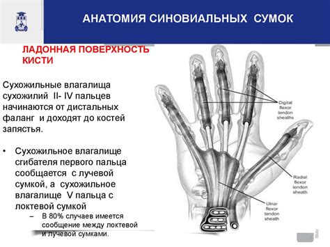 Панариций и флегмоны кисти - презентация онлайн