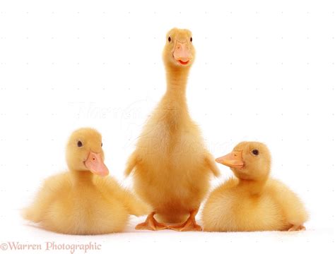 Trio of yellow ducklings photo WP08763